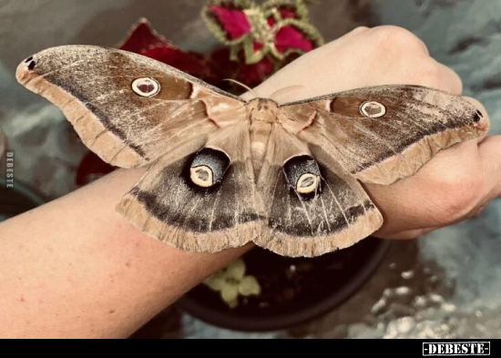  - Lustige Bilder | DEBESTE.de