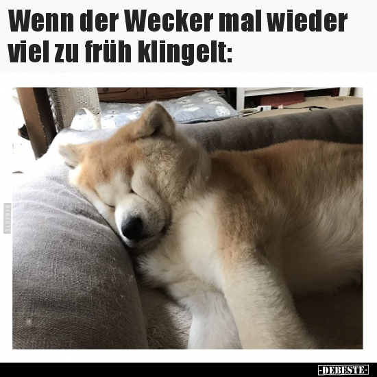 Wenn der Wecker mal wieder viel zu früh klingelt... - Lustige Bilder | DEBESTE.de