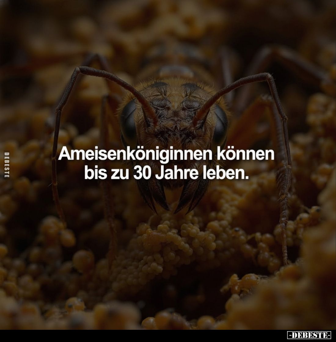 Ameisenköniginnen können bis zu 30 Jahre leben... - Lustige Bilder | DEBESTE.de