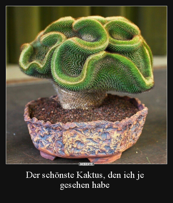 Der schönste Kaktus, den ich je gesehen habe