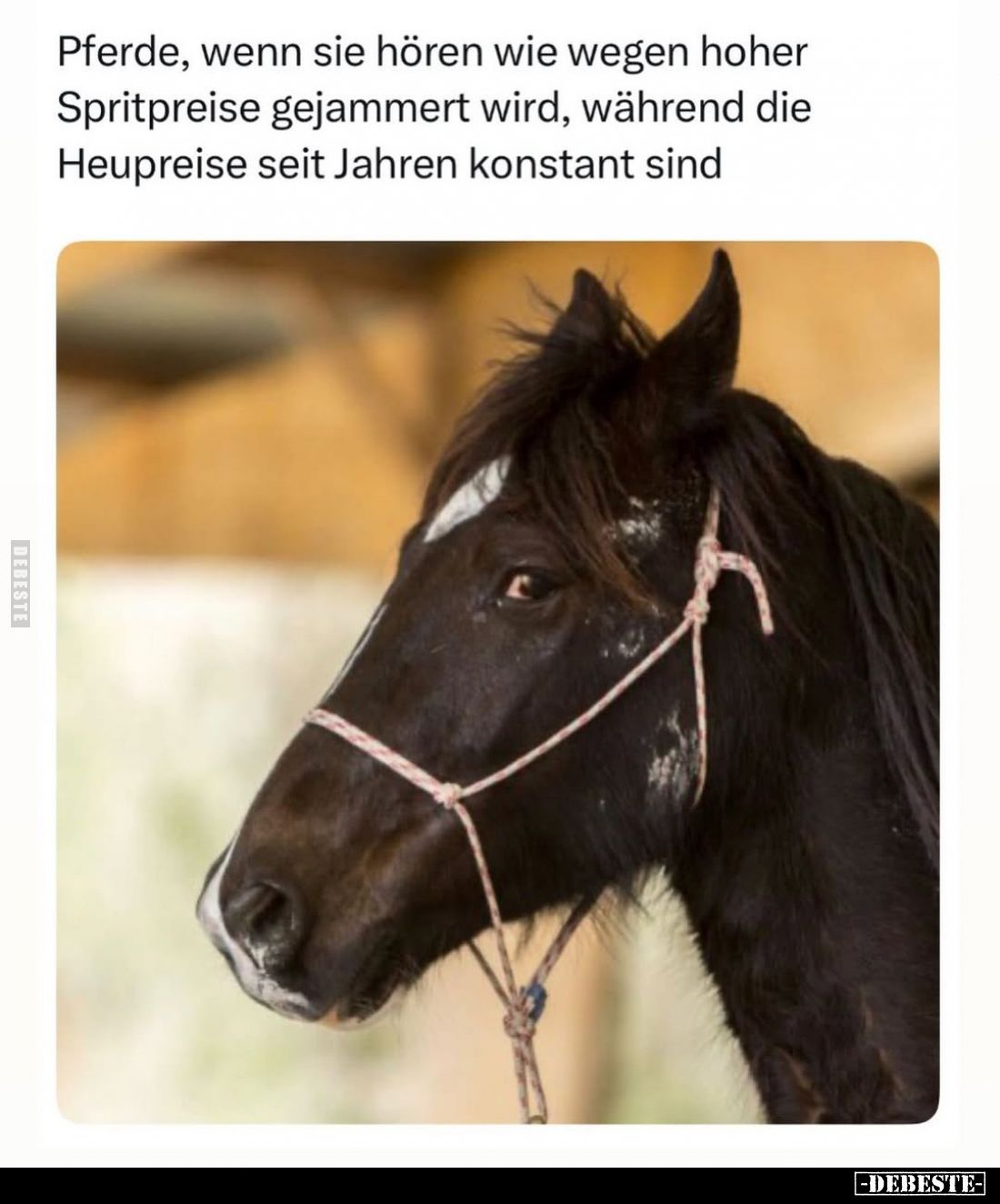 Pferde, wenn sie hören wie wegen hoher Spritpreise.. - Lustige Bilder | DEBESTE.de