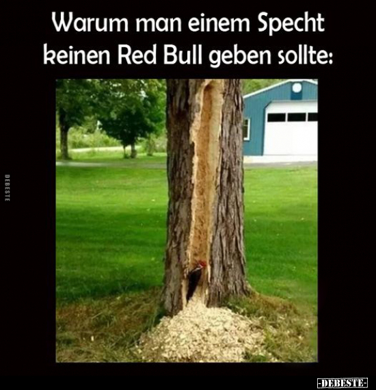 Warum man einem Specht keinen Red Bull geben sollte.. - Lustige Bilder | DEBESTE.de