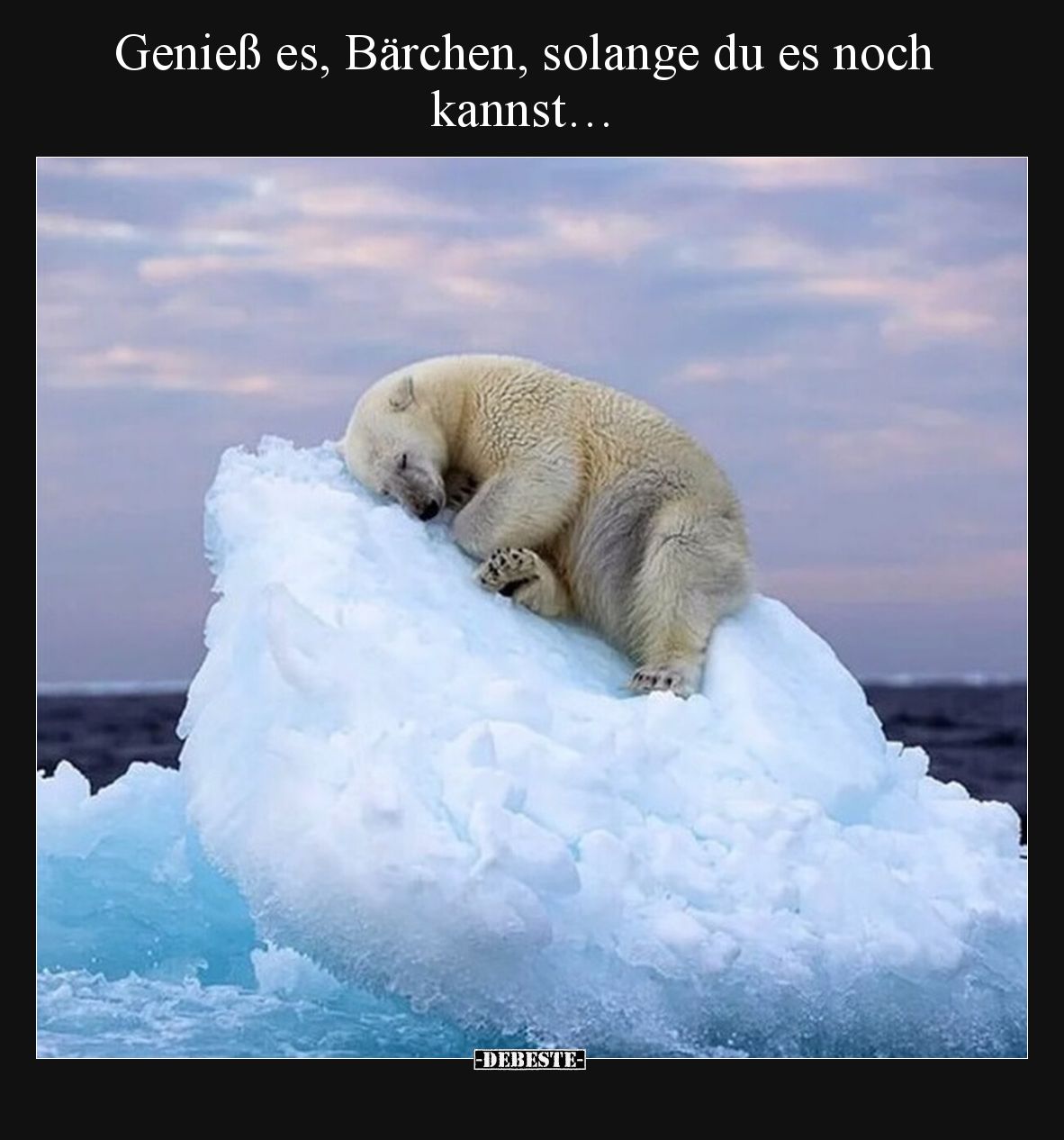 Genieß es, Bärchen, solange du es noch kannst…