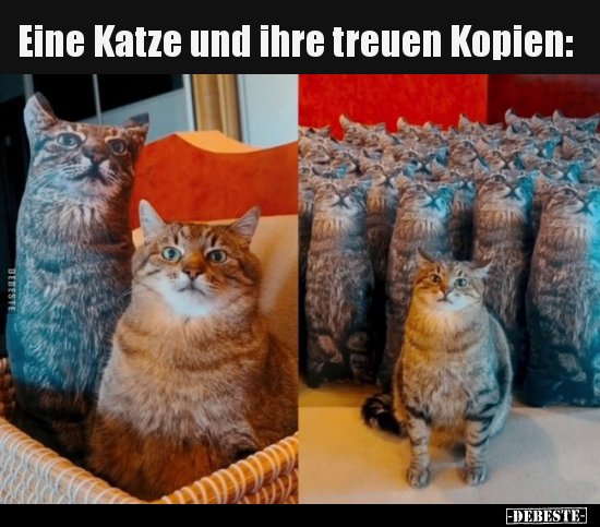 Eine Katze und ihre treuen Kopien.. - Lustige Bilder | DEBESTE.de