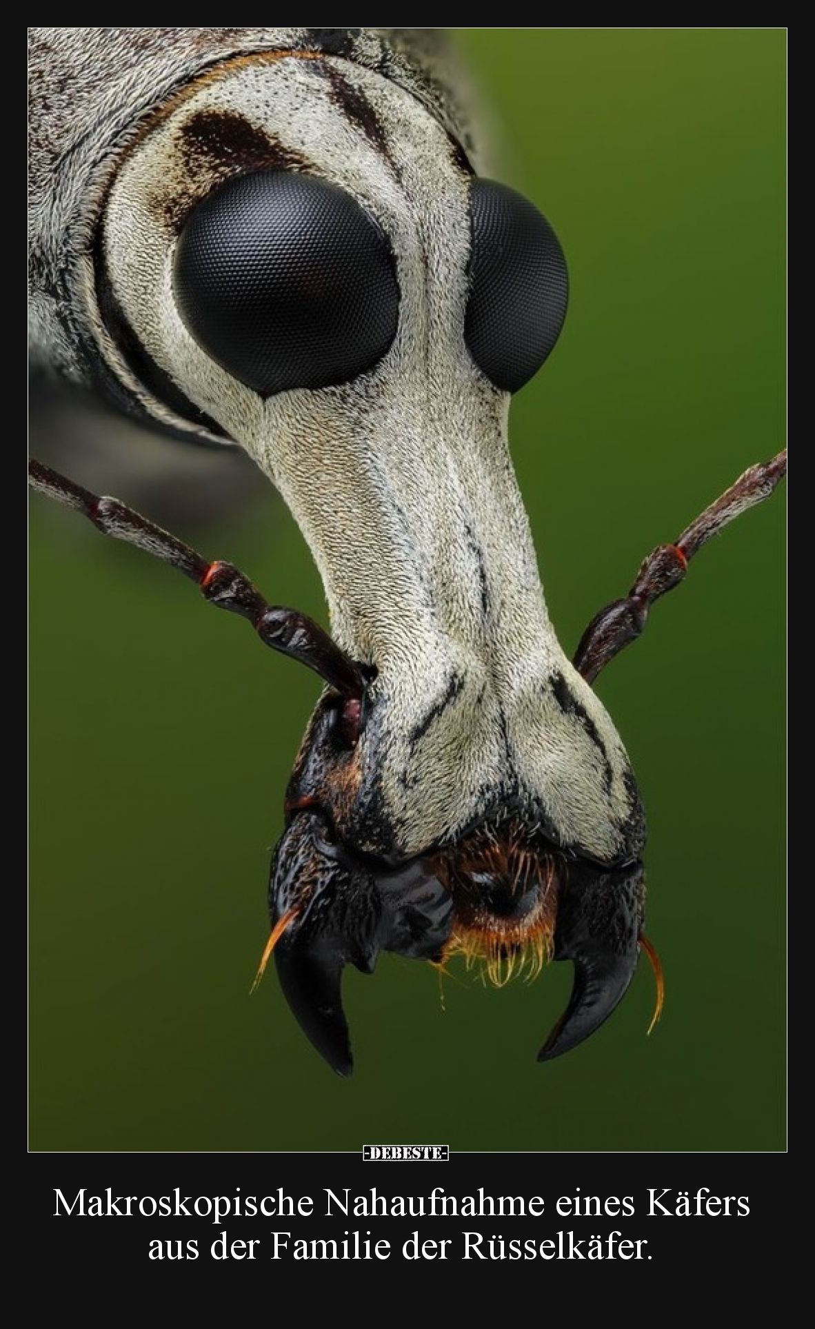 Makroskopische Nahaufnahme eines Käfers aus der Familie.. - Lustige Bilder | DEBESTE.de