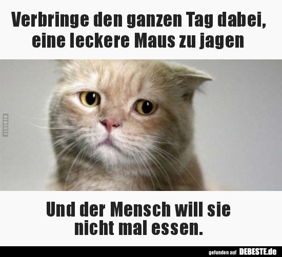 Verbringe den ganzen Tag dabei, eine leckere Maus zu..