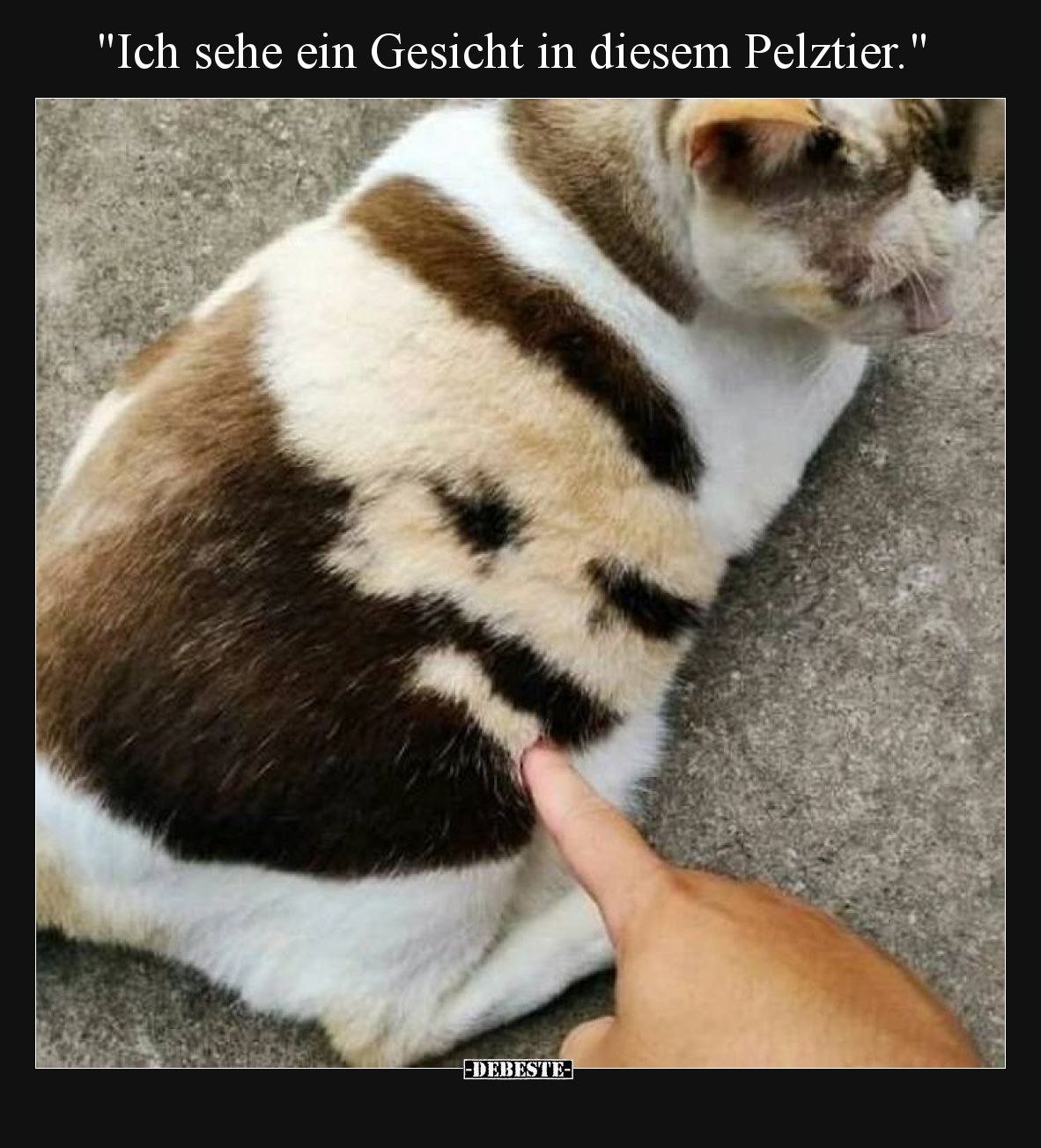 "Ich sehe ein Gesicht in diesem Pelztier.".. - Lustige Bilder | DEBESTE.de