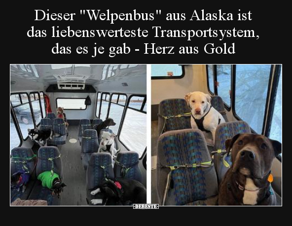 Dieser "Welpenbus" aus Alaska ist das liebenswerteste.. - Lustige Bilder | DEBESTE.de