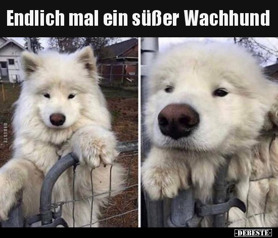 Endlich mal ein süßer Wachhund.. - Lustige Bilder | DEBESTE.de