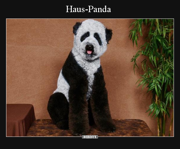 Haus-Panda.. - Lustige Bilder | DEBESTE.de