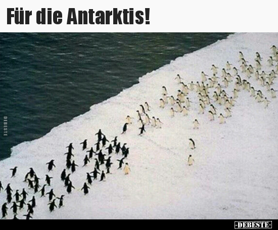 Für die Antarktis!.. - Lustige Bilder | DEBESTE.de