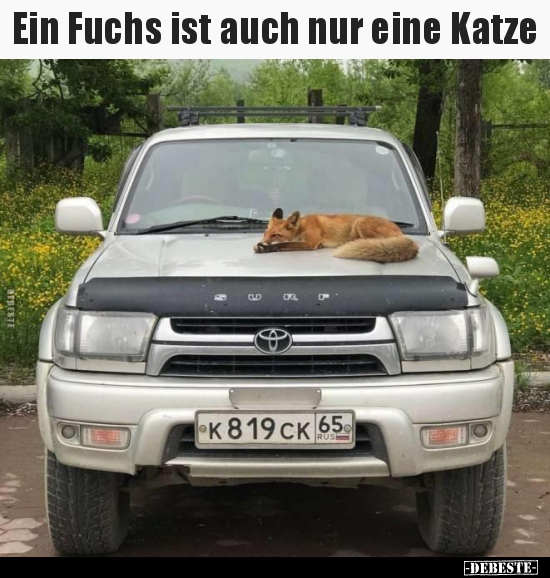 Ein Fuchs ist auch nur eine Katze..