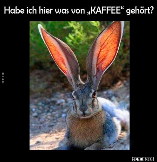 Habe ich hier was von "KAFFEE" gehört?