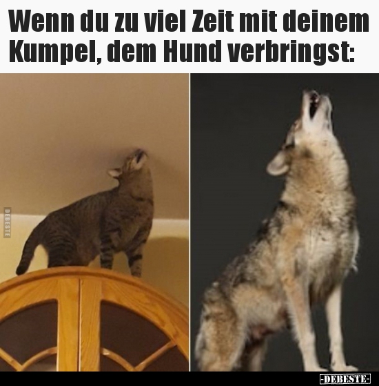 Wenn du zu viel Zeit mit deinem Kumpel, dem Hund..