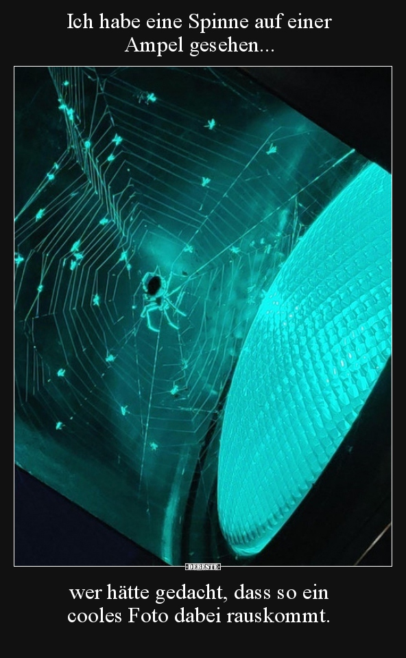 Ich habe eine Spinne auf einer Ampel gesehen... wer hätte..