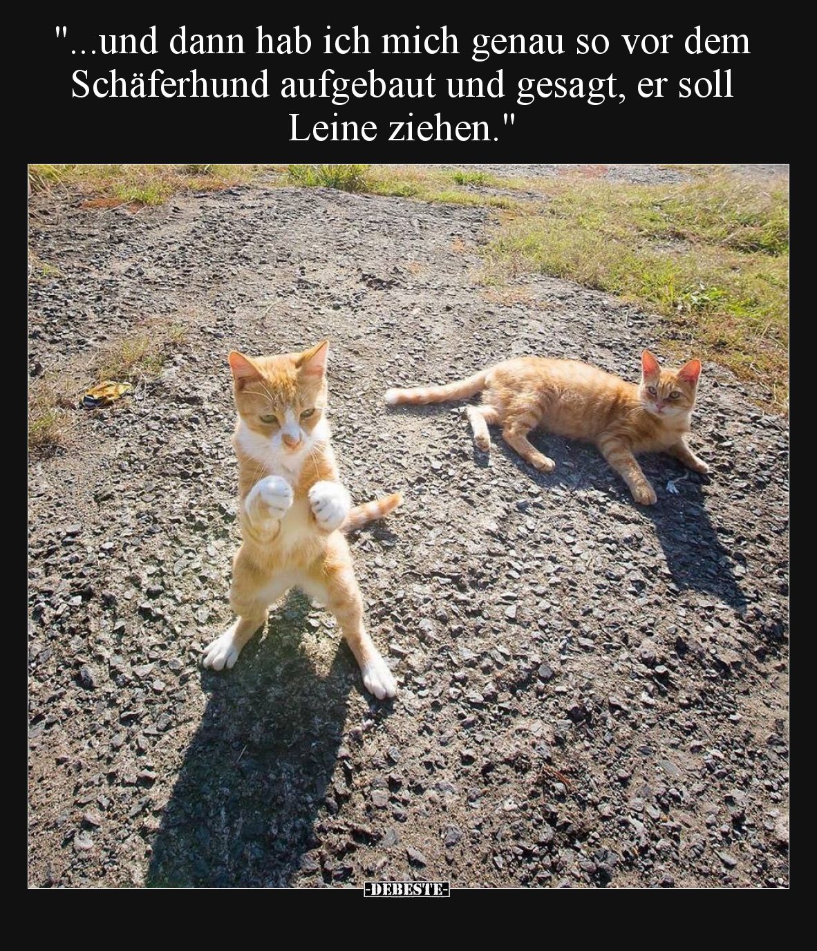 "...und dann hab ich mich genau so vor dem Schäferhund aufgebaut und gesagt, er soll Leine ziehen."