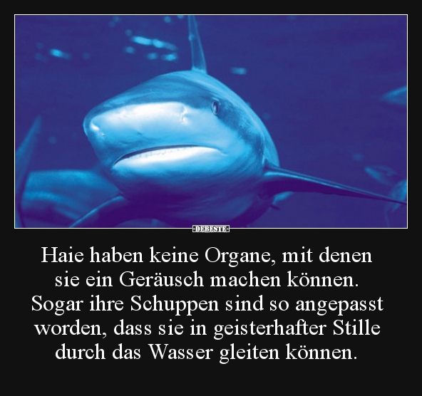 Haie haben keine Organe, mit denen sie ein Geräusch machen.. - Lustige Bilder | DEBESTE.de