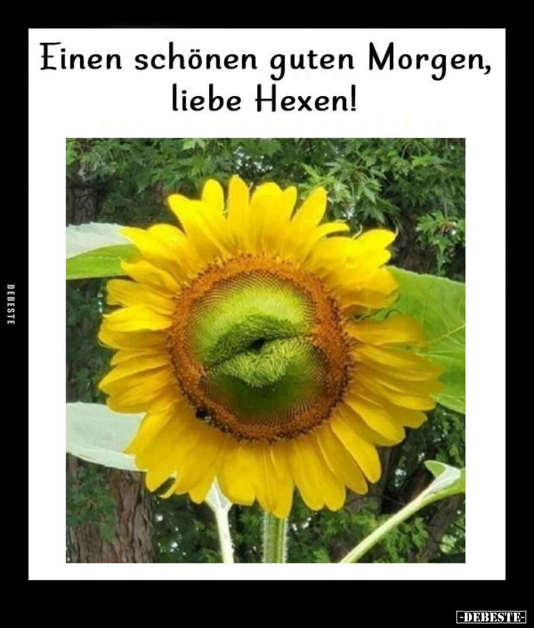 Einen schönen guten Morgen, liebe Hexen!