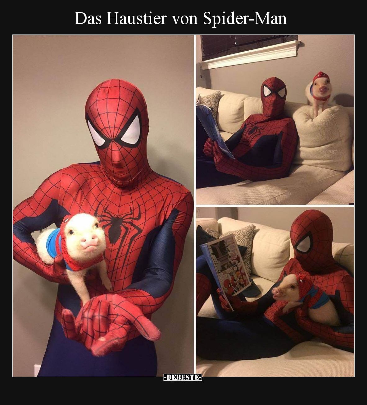 Das Haustier von Spider-Man
