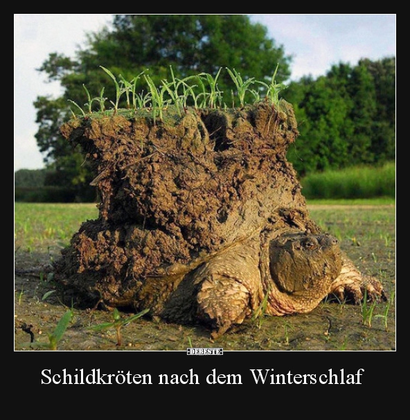 Schildkröten nach dem Winterschlaf.. - Lustige Bilder | DEBESTE.de