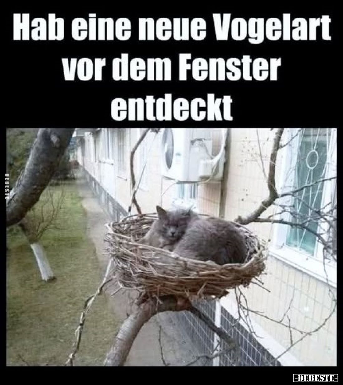 Hab eine neue Vogelart vor dem Fenster entdeckt