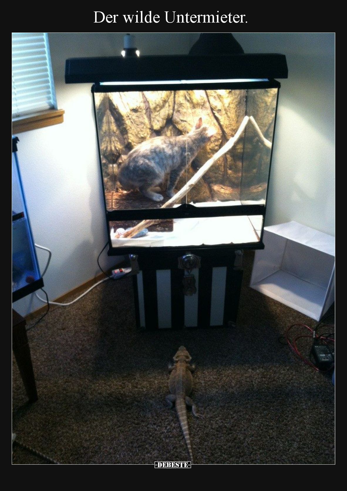 Der wilde Untermieter.