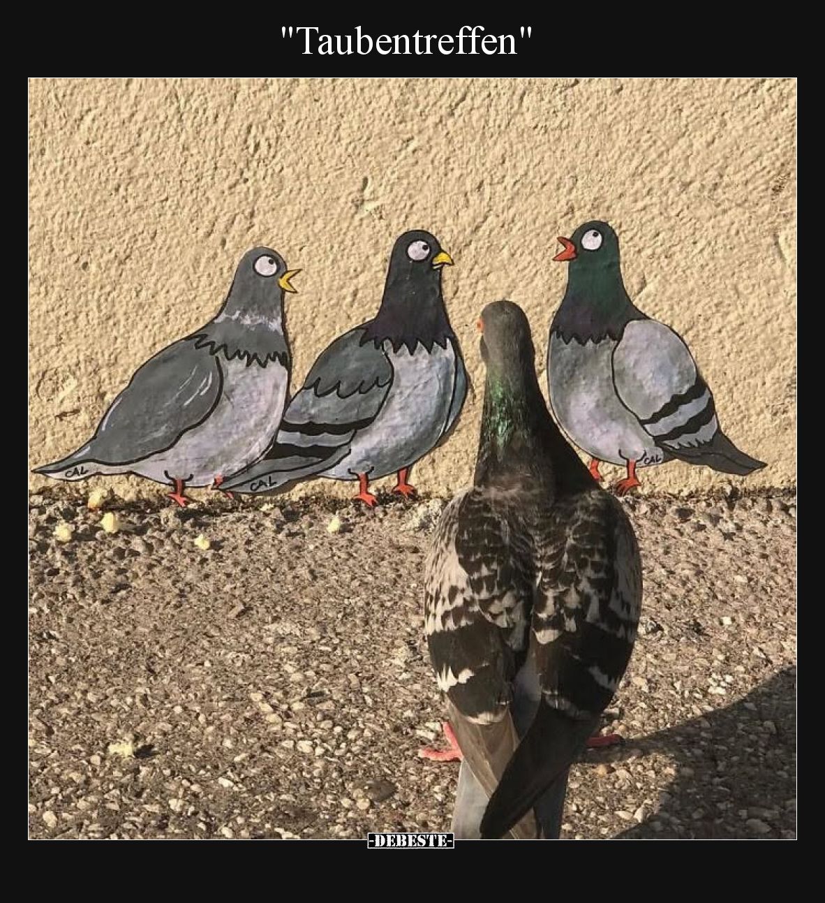 Taubentreffen