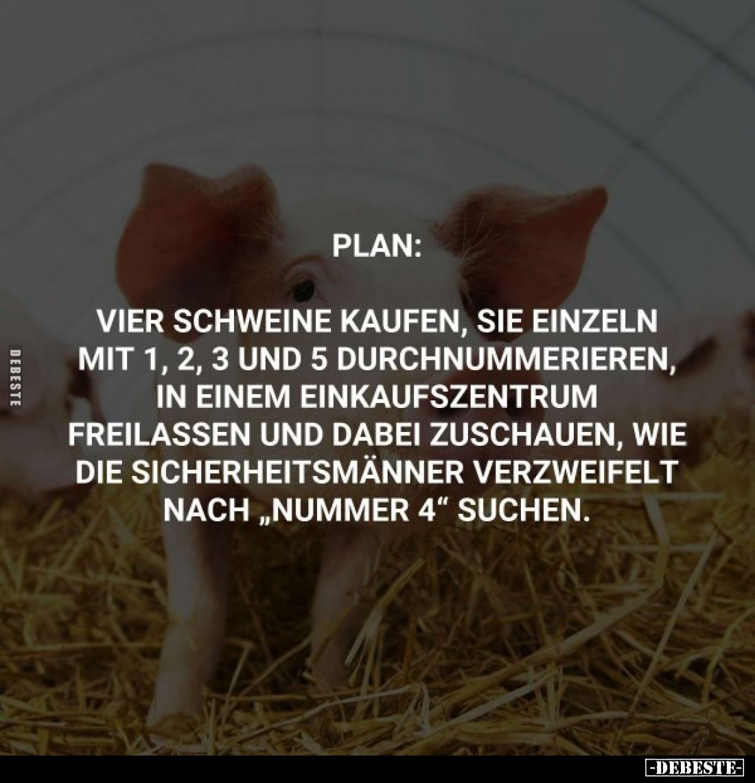 Plan:
Vier Schweine kaufen, sie einzeln mit 1, 2, 3 und 5 durchnummerieren, in einem Einkaufszentrum
freilassen und dabei z...