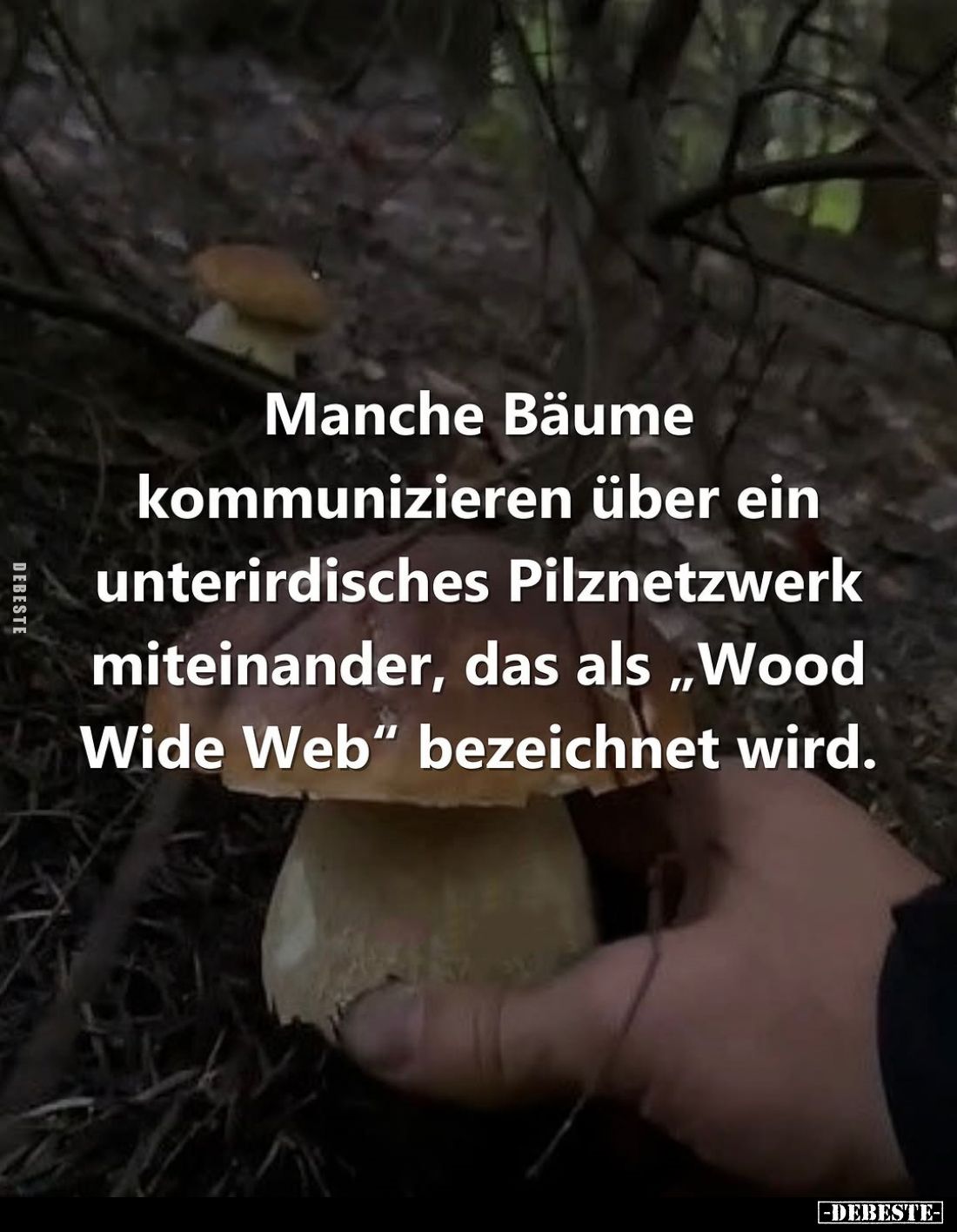 Manche Bäume kommunizieren über ein unterirdisches Pilznetzwerk miteinander, das als "Wood Wide Web" bezeichnet wir...