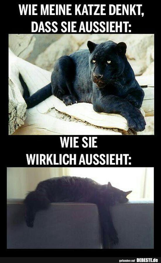 Wie meine Katze denkt, dass sie aussieht..