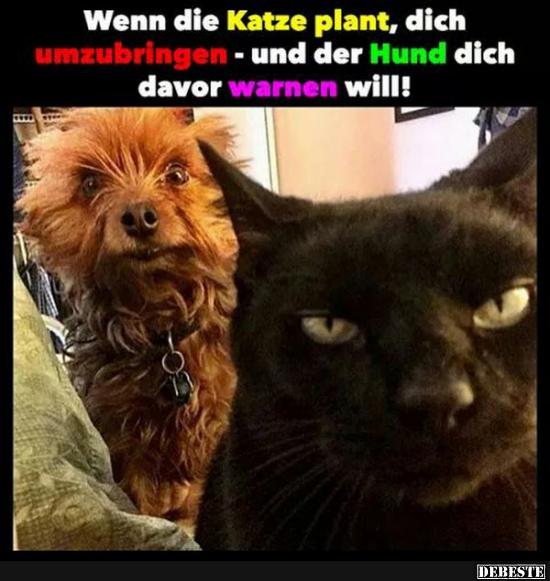 Wenn die Katze plant, dich umzubringen.. - Lustige Bilder | DEBESTE.de