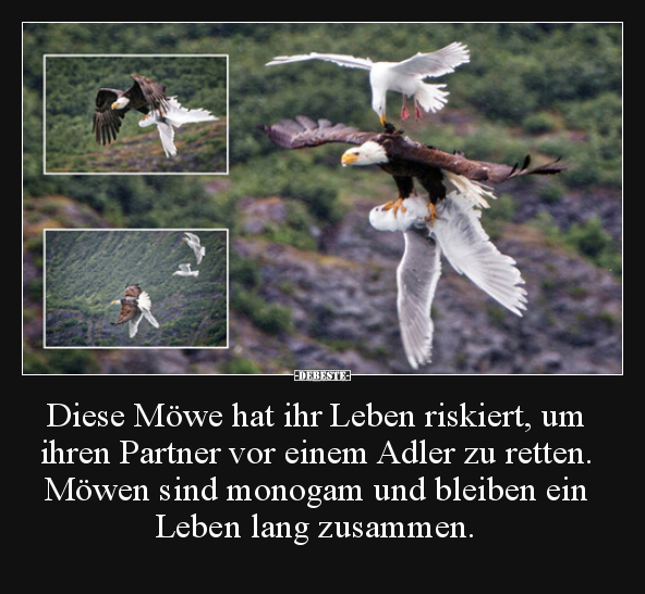 Diese Möwe hat ihr Leben riskiert, um ihren Partner vor.. - Lustige Bilder | DEBESTE.de