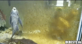 Der Name ist Programm..