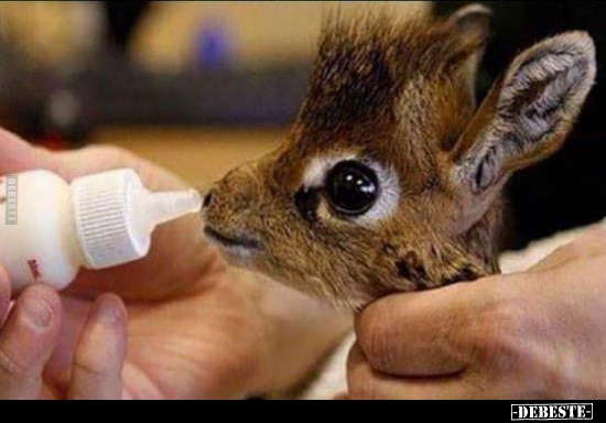 Kleine Giraffe..