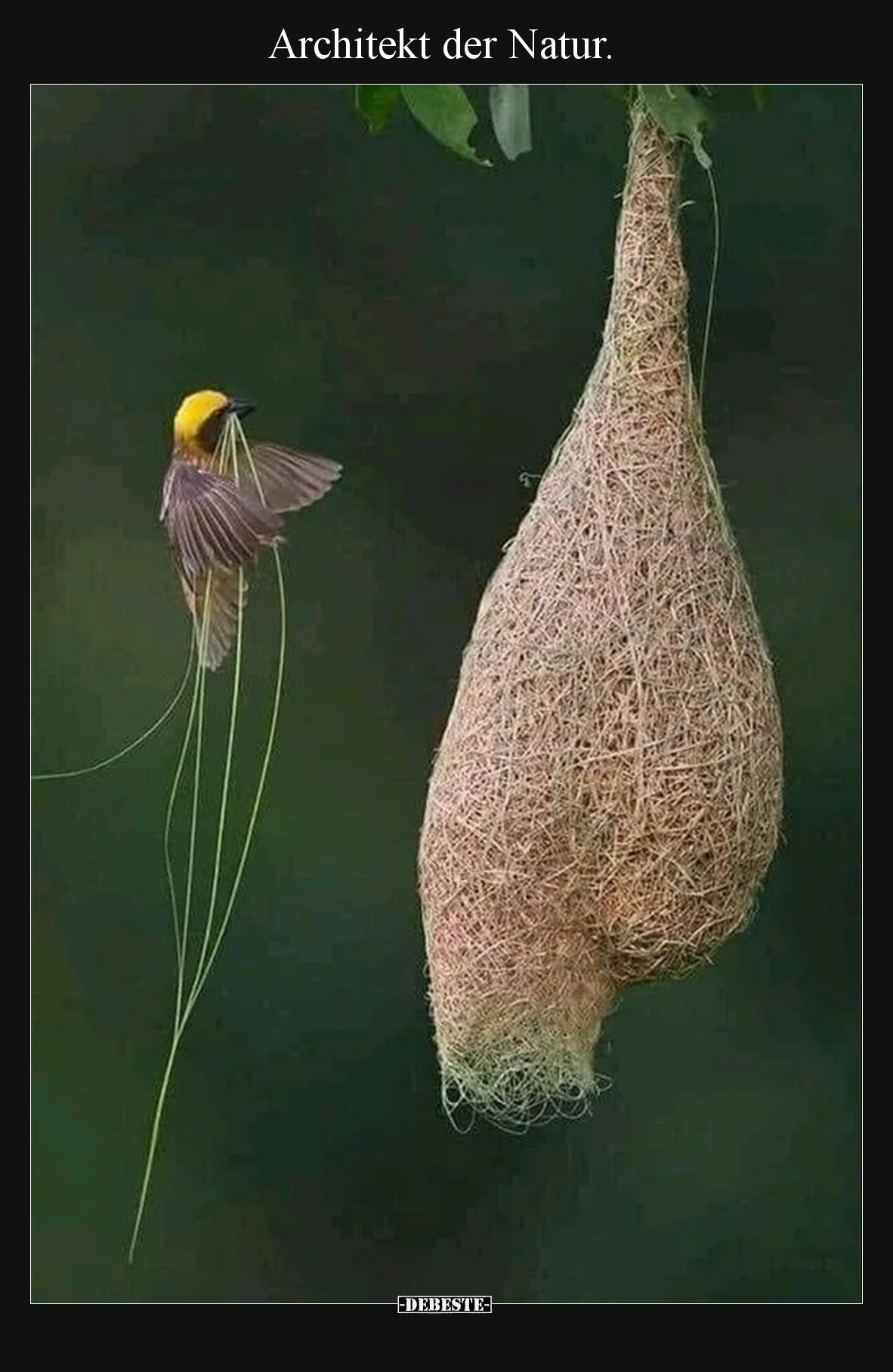 Architekt der Natur... - Lustige Bilder | DEBESTE.de