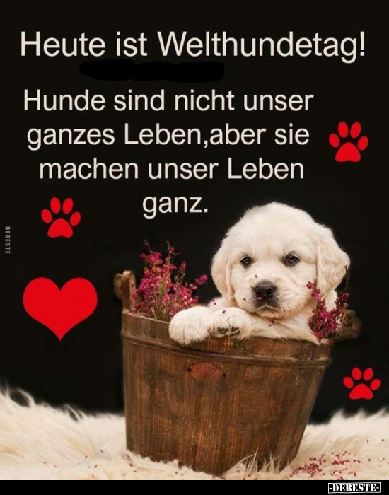 Heute ist Welthundetag! Hunde sind nicht unser ganzes.. - Lustige Bilder | DEBESTE.de