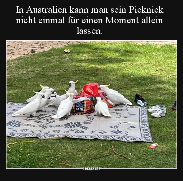 In Australien kann man sein Picknick nicht einmal für.. - Lustige Bilder | DEBESTE.de
