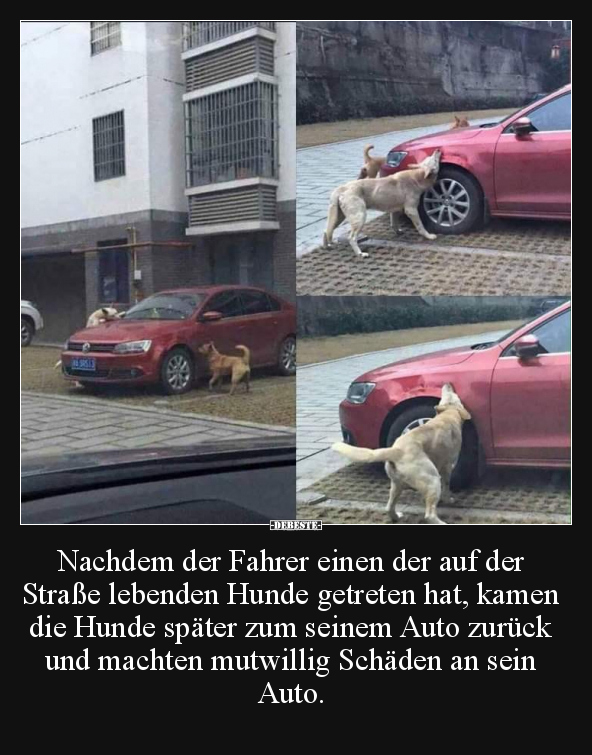 Nachdem der Fahrer einen der auf der Straße lebenden Hunde.. - Lustige Bilder | DEBESTE.de