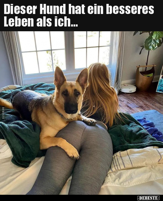 Dieser Hund hat ein besseres Leben als ich...
