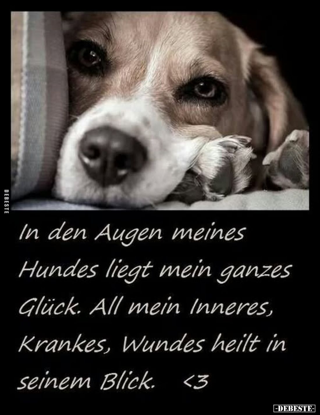 In den Augen meines Hundes liegt mein ganzes Glück. All mein Inneres, Krankes, Wundes heilt in seinem Blick.