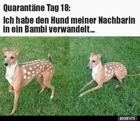 Quarantäne Tag 18 Ich habe den Hund meiner Nachbarin in.. Lustige