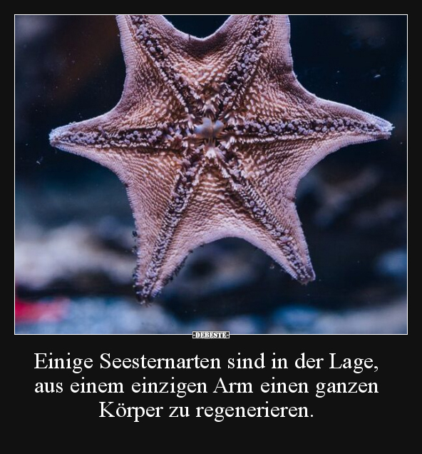 Einige Seesternarten sind in der Lage, aus einem einzigen.. - Lustige Bilder | DEBESTE.de
