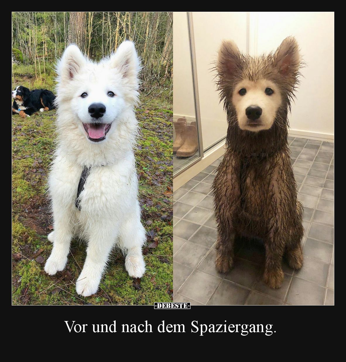 Vor und nach dem Spaziergang... - Lustige Bilder | DEBESTE.de