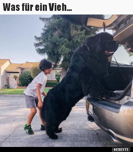 Was für ein Vieh...