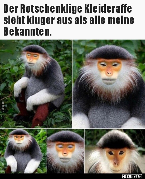 Der Rotschenklige Kleideraffe sieht kluger aus als alle..