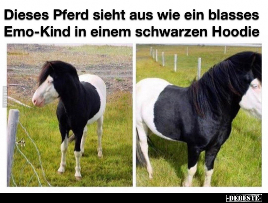 Dieses Pferd sieht aus wie ein blasses Emo-Kind in einem.. - Lustige Bilder | DEBESTE.de