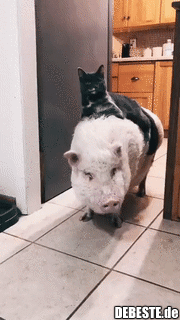  - Lustige Bilder | DEBESTE.de