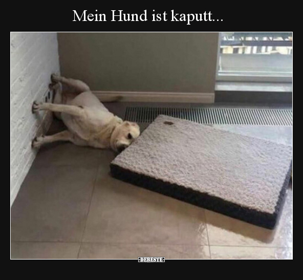 Mein Hund ist kaputt...