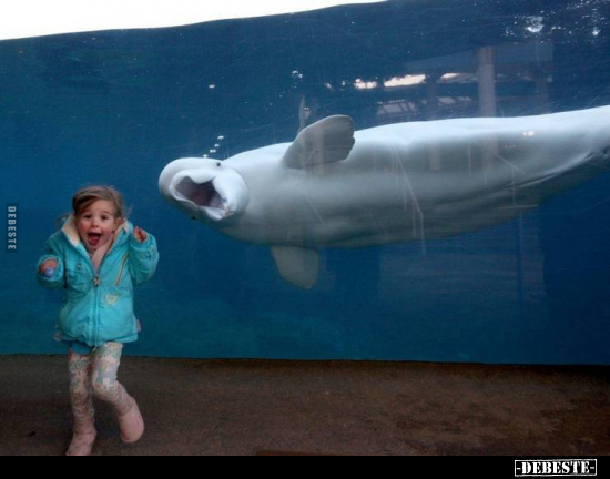  - Lustige Bilder | DEBESTE.de