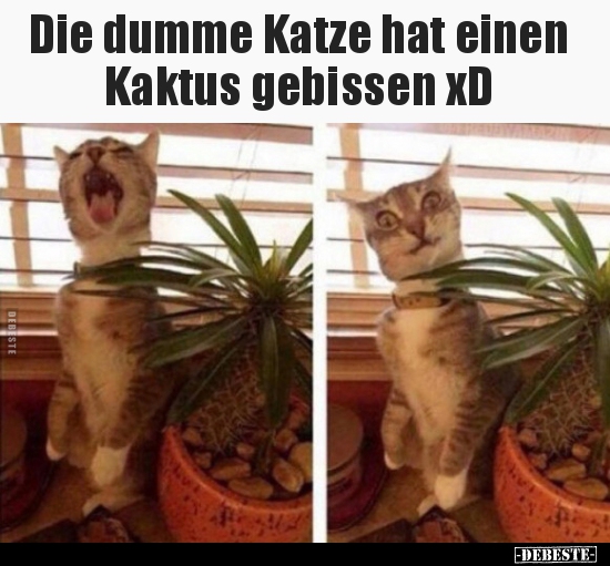 Die dumme Katze hat einen Kaktus gebissen xD.. - Lustige Bilder | DEBESTE.de